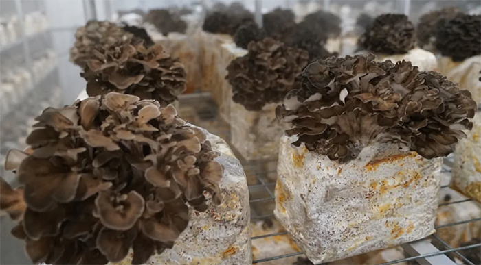 Consider Using a Hydroponic Mushroom Kit Instead