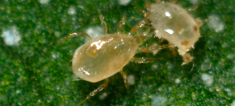 Predatory Mite Stratiolaelaps Scimitus