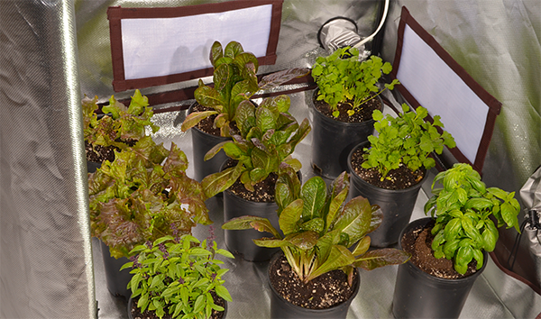 Setting Up An Indoor Growing Space For Colder Months