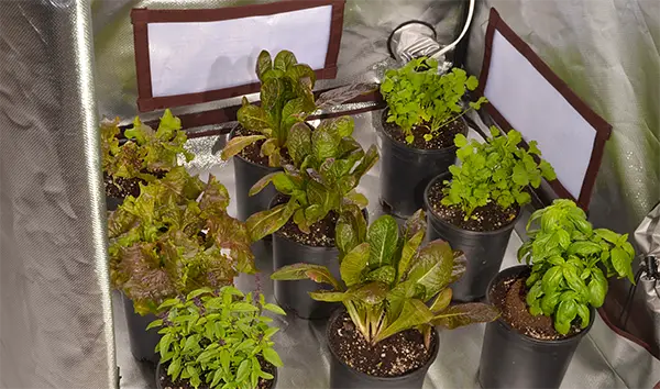 Setting Up An Indoor Growing Space For Colder Months