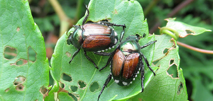What Harm Can June Bugs Do To Plants?