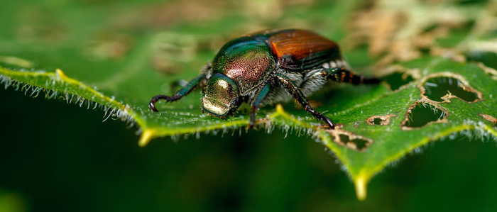How Do I Keep June Bugs Off My Plants?