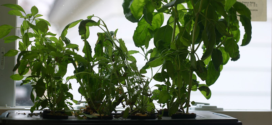 Kitchen garden