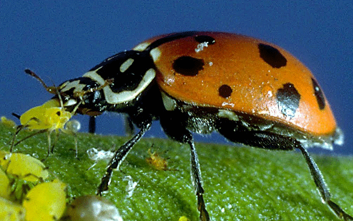 ladybugs Ladybugs are an organic way to control aphid infestations on your plants
