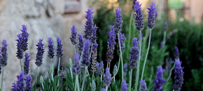 caterpillar-repellent Caterpillars break out in the garden