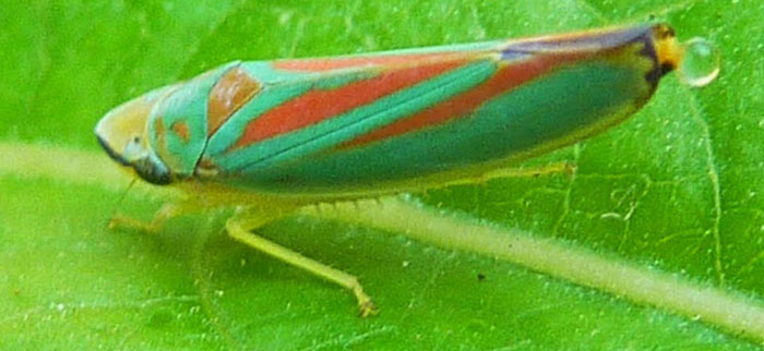 prevent-leafhoppers leafhopper honeydew