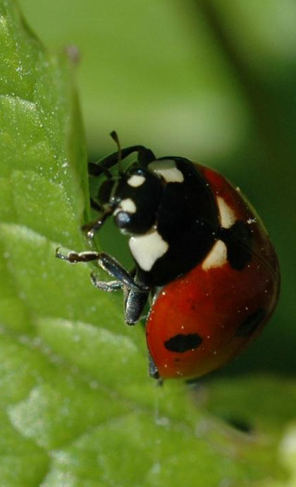 ladybugs are the most common, well known beneficial bugs for plants