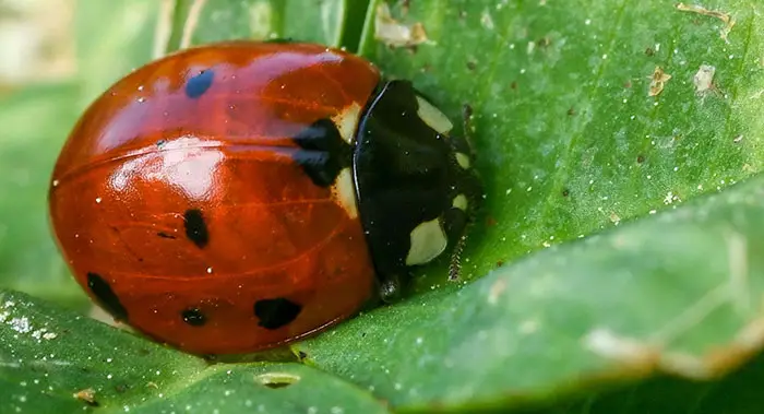 IPM methods include biological controls, which can be beneficial bugs like Ladybugs