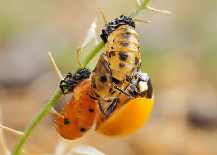 Ladybug Species ladybeetles