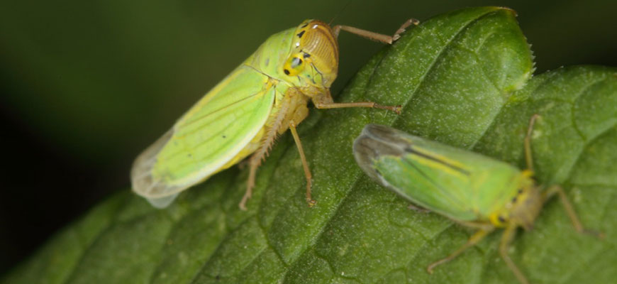 get rid of leafhoppers