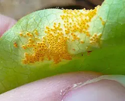 leaf rust on plant