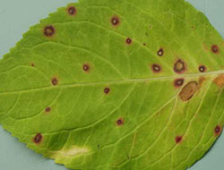 leaf spot leaf spot