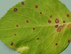 leaf spot