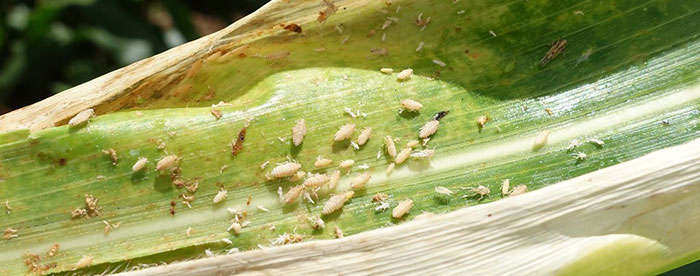 leafhoppers to get rid of leafhoppers, you need to learn how to identify them first