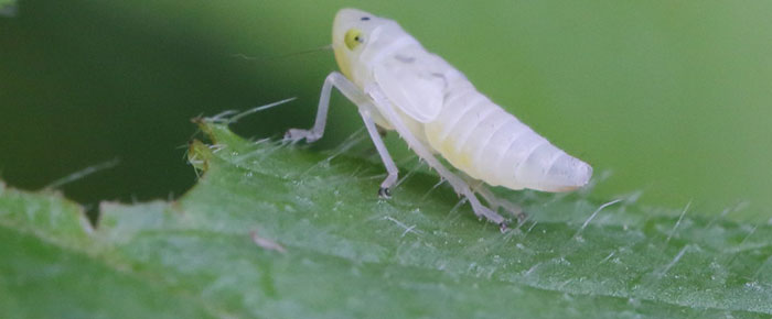get-rid-of-leafhoppers leafhopper nymph
