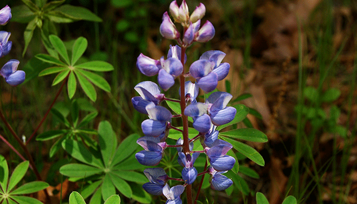 lupine growing lupine