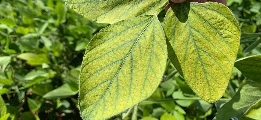 Manganese (Mn) Nutrient Deficiencies In Plants