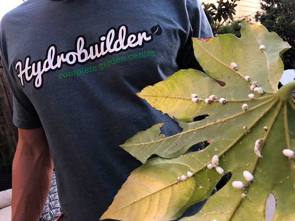 mealybugs