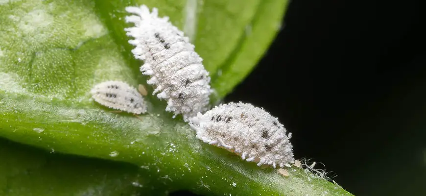 How to get rid of mealybugs