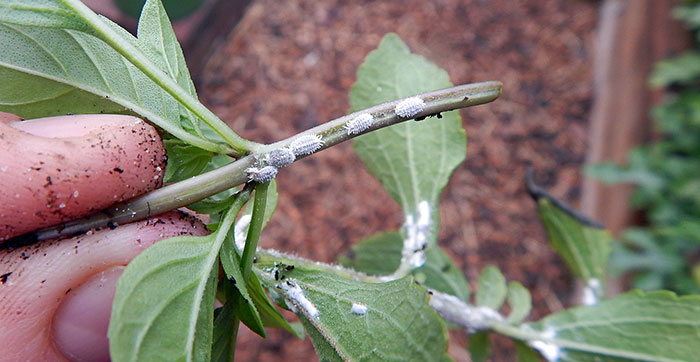 mealybug infestation on stems