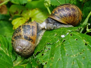 slugs n snails slugs and snails