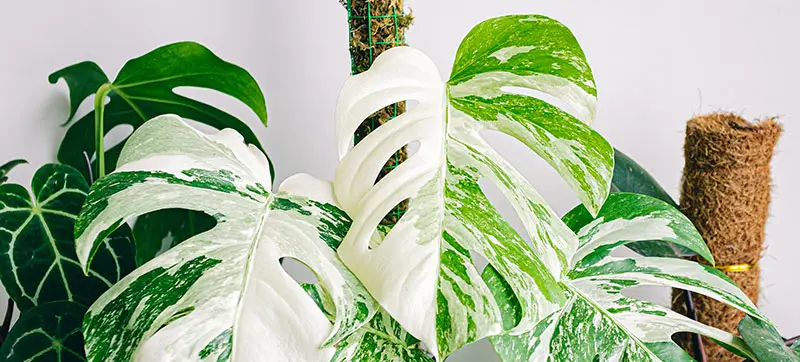 Monstera Albo Care Info