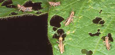 grasshopper-outbreak how to get rid of grasshoppers in the garden