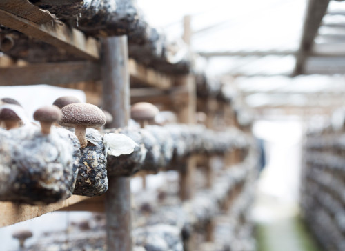 Growing Mushrooms At Large Scale Starting A Mushroom Farm