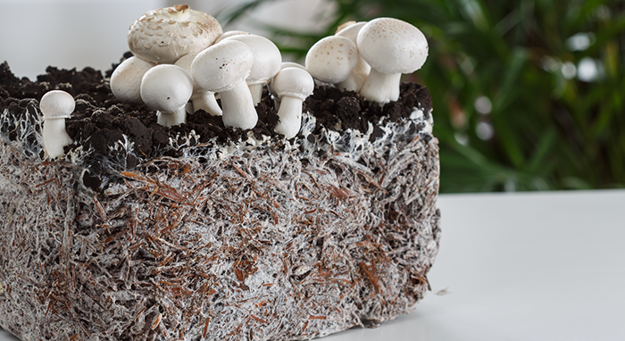 step 2 - Grow Your Mycelium