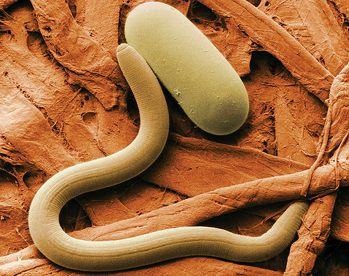 Beneficial Nematodes Beneficial Nematodes are one of the best beneficial bugs for plants