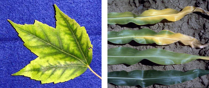 nitrogen-deficient nitrogen for plants