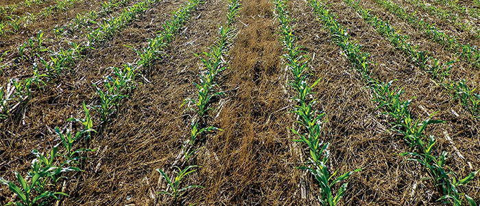grasshopper-infestation Till and cover crop in the fall to prevent grasshoppers from reproducing