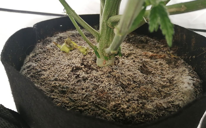 build-up Why do you need to flush plants?