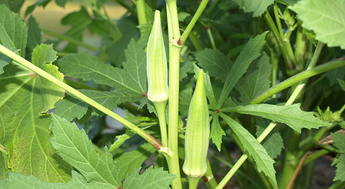 grow-okra When Should Okra Be Planted?