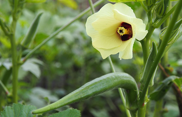 okra growing okra
