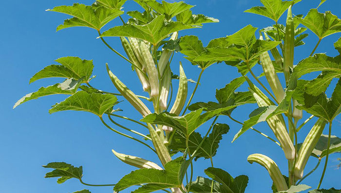 growing-okra how to grow okra