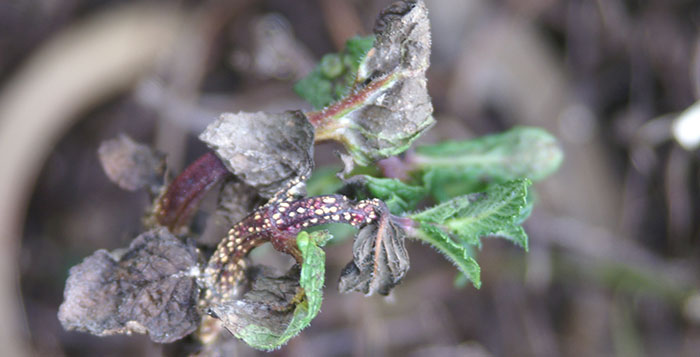 growing-oregano Oregano Pest & Disease Prevention (rust)