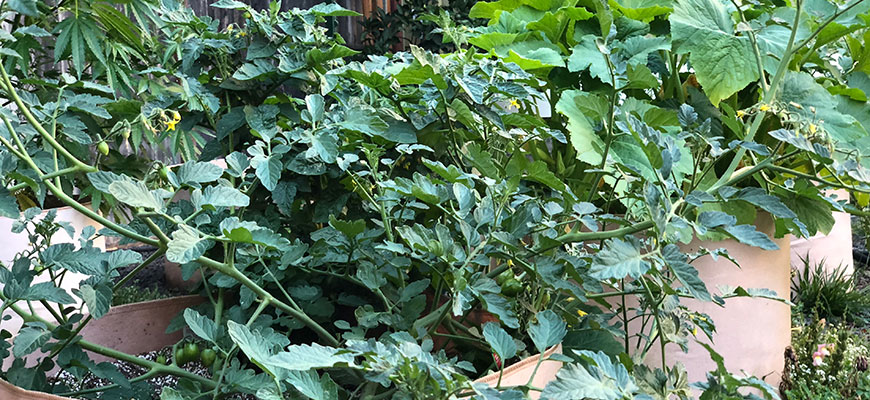 outdoor growing guide