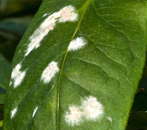 PM powdery mildew