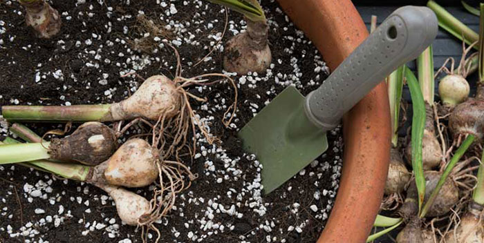 perlites>
</div>
<p>If you are trying to get by with what you have on hand, you may wonder, can you substitute vermiculite for perlite?</p>
<p>As you now know, they have plenty of similarities so if you’re in a bind, you can certainly try this out. However, you now know the differences between perlite and vermiculite, so you’re aware that they are not a direct substitute for each other.</p>
<p>We recommend just grabbing the amendment you truly need – consider your garden. Does it need to hold more moisture or less moisture? Answering that question will lalso answer the question of whether you should use vermiculite or perlite.</p>
<p>Some growers seek getting the best of both worlds, wondering, should you ever mix perlite and vermiculite? </p>
<p>In our opinion, not really. There’s no real point in doing this, as each of them is better suited for different purposes. Just consider what your garden needs more of, and choose accordingly. </p>
<div class= Can You Substitute Vermiculite For Perlite?