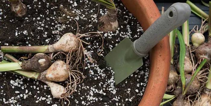 Can You Substitute Vermiculite For Perlite?