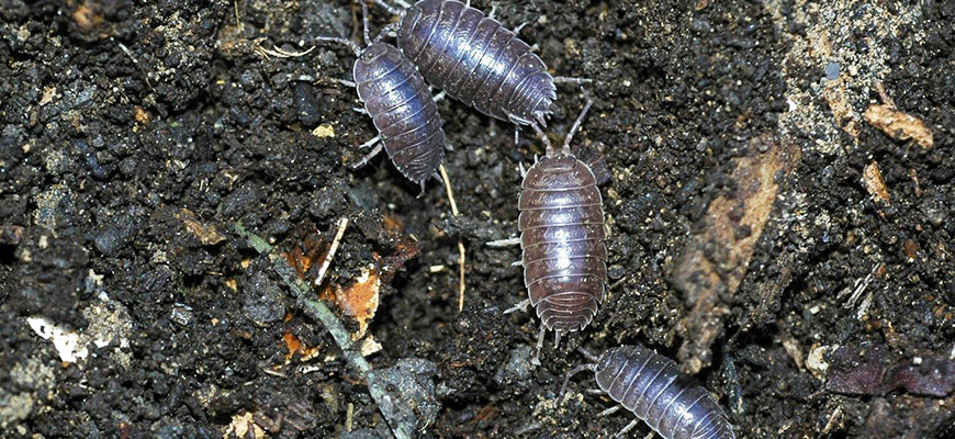 How To Get Rid Of Pill Bugs In Garden Naturally