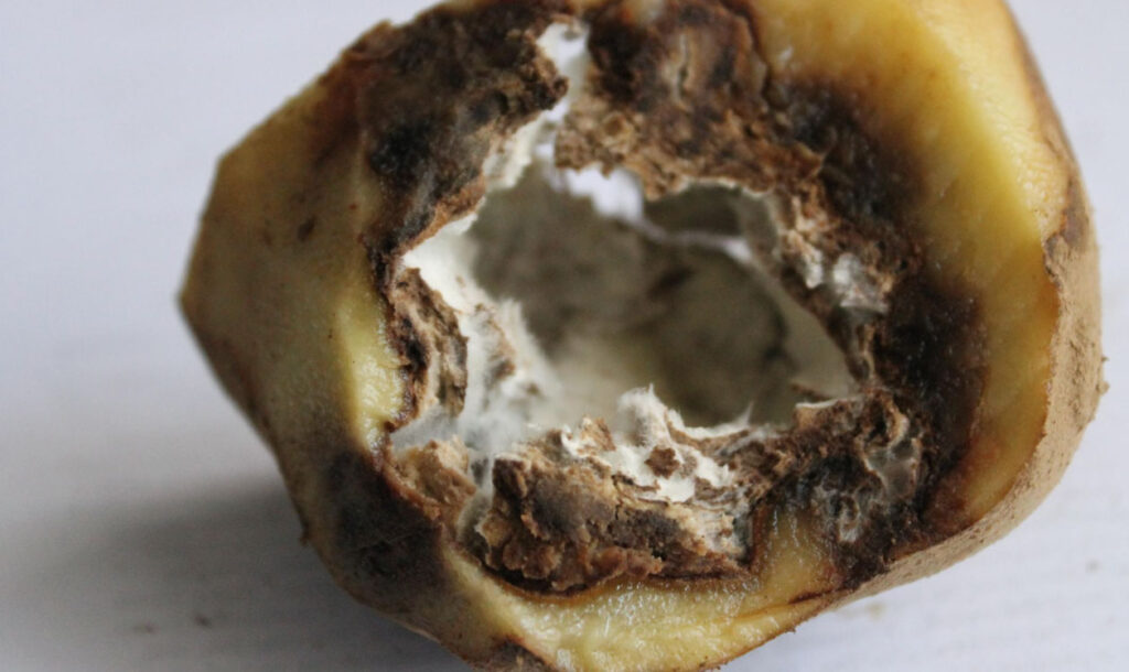 Additional Garden Potato Care (Pests & Diseases)