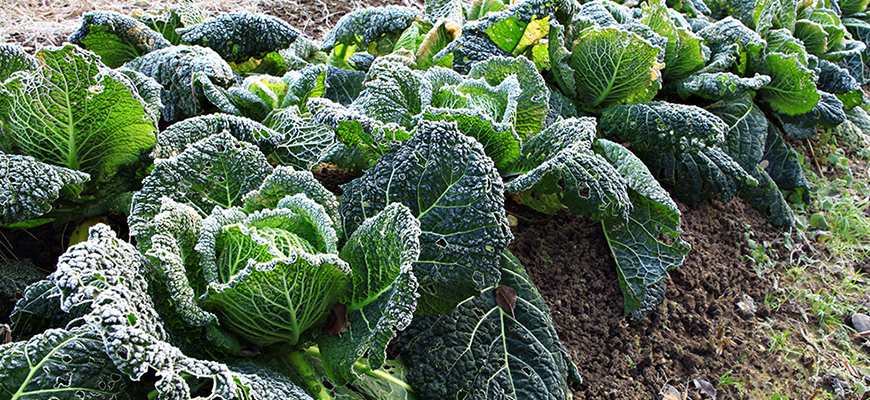 How Hardiness Zone Affects Annuals & Perennials