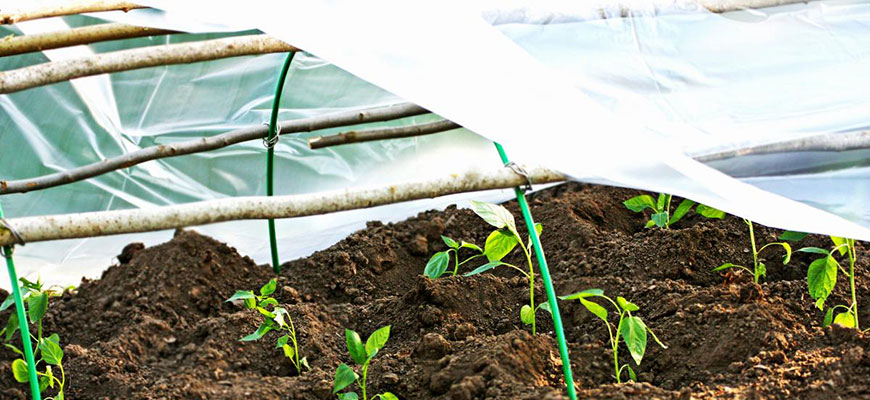 How To Protect Your Outdoor Grow From Heat, Wind, Rain, & More