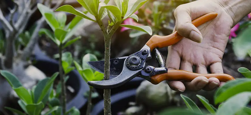 pruning to increase yield