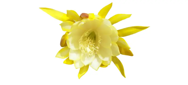 Queen of the Night Flower Care