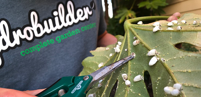 remove scales from plant garden