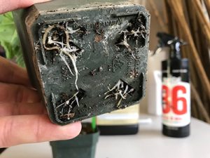 transplant to a new garden pot