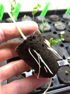 Root plug transplant